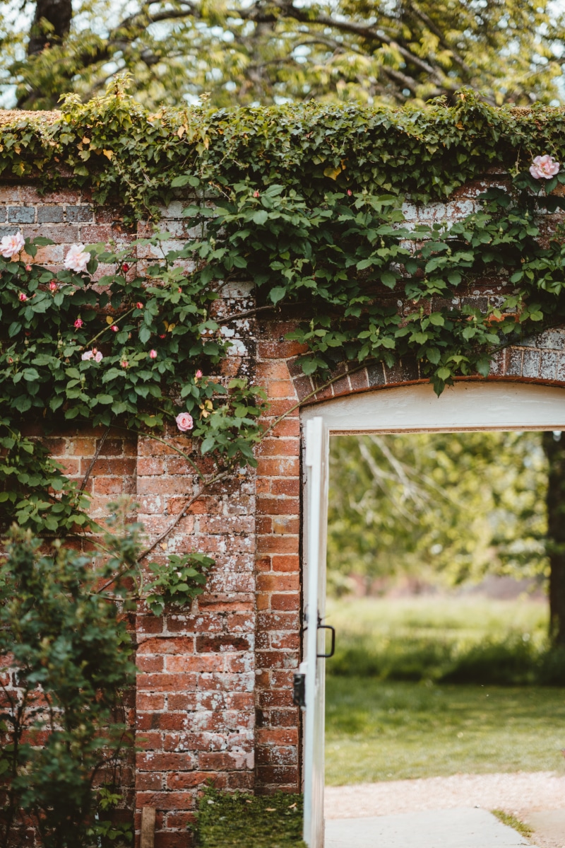 climbing plant, wall, entrance, building exterior, brick wall, building, vine, nature, red, architecture, day, 8K, concrete, rose, growth, house, window