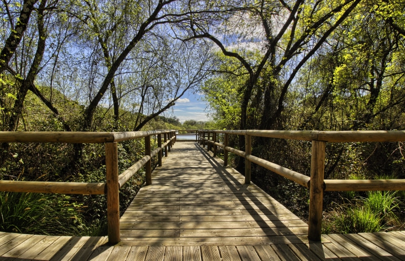 plant, hiking, railing, the way forward, connection, footpath, bush, diminishing perspective, path, day, tranquil scene, long, trees, footbridge, direction