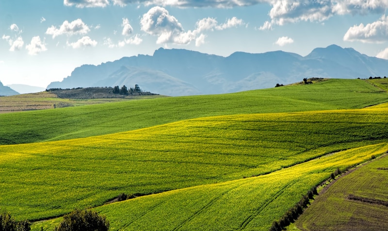 tea crop, no people, canola, environment, beauty in nature, land, plantation, green, plant, farm, idyllic, field, rolling, mountain range, landscape, scenics - nature