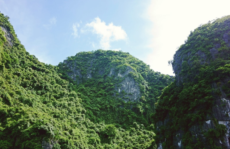 tree, plant, scenics, summer, green Color, forest, no People, non-urban scene, beauty in nature, lush foliage, sky, 5K, day, cloud - sky, nature, growth