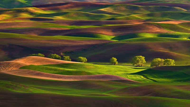 tranquility, 4K, green color, landscape, beauty in nature, outdoors, farm, no people, leafed, tranquil scene, rural scene, green, plant, rolling landscape