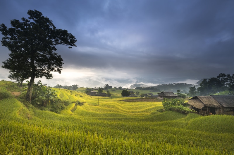 tree, cooked rice, the cultivation, step, land, 8K, rice paddy, scenics - nature, travel, the work, no people, farmer, man, eco, outdoors, the tradition