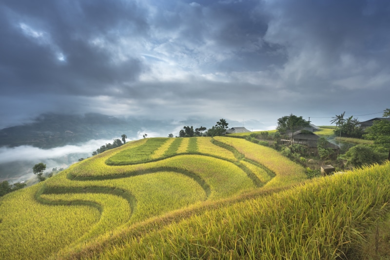 nature, food, child, lang son, agriculture, eco, north west, vietnam, yellow, no people, scenics - nature, the cultivation, the tradition, growth, rice - cereal plant