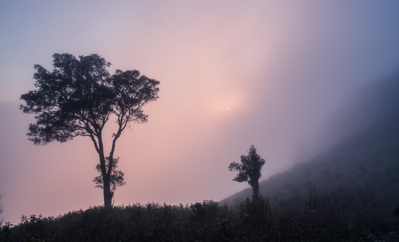 scenery, 4K, sun, coniferous tree, pine tree, vietnam, land, fog, lao cai, idyllic, no people, yen bai, sky, sunset, tranquility, silhouette, bac son lang son
