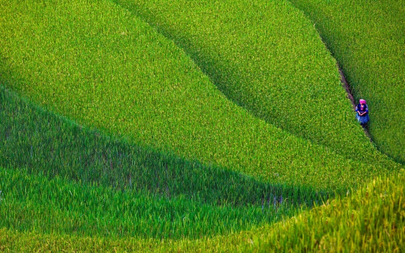 Vietnam, 1080P, woman, Yen Bai, field, province, North