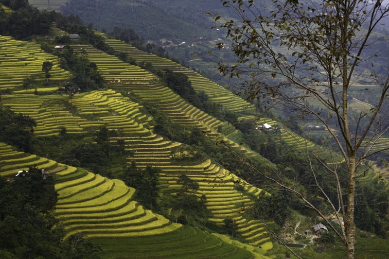 plant, minority, gardening, the floor, mountain, rice, scenery, environment, steep mountain pass, lao cai, culture native, thuhoạch, agriculture, outdoors