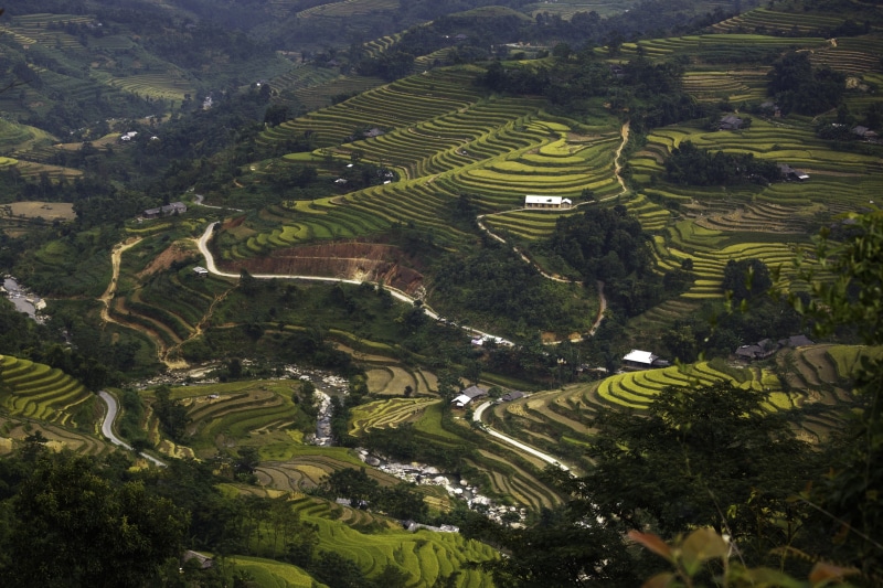 agriculture, food, soil, adult, green color, plant, yen bai, terraces, scenics - nature, rice paddy, tree, rice - cereal plant, harvest, vietnam, curve