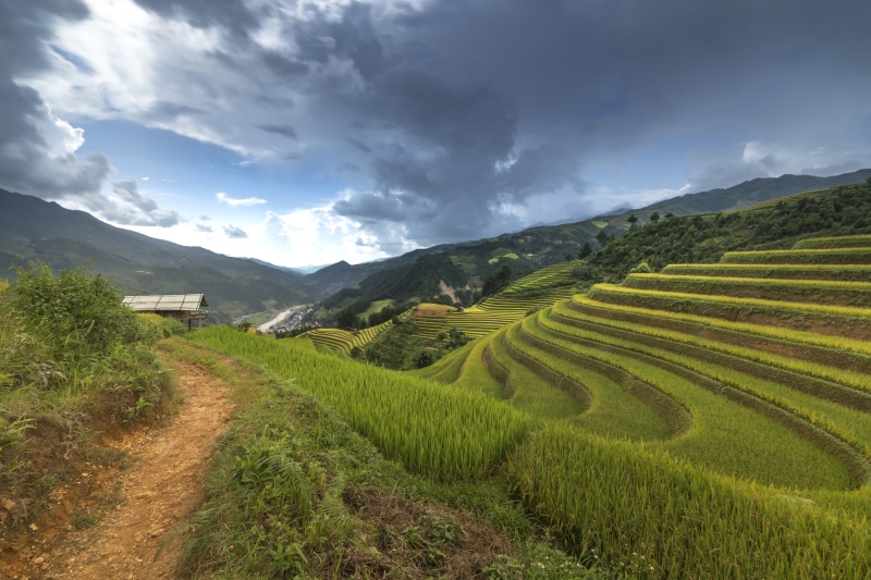 livestock, scenics - nature, landscape, sky, nature, north west, step, high by, terrace, rice paddy, minority, the tradition, cooked rice, beauty in nature
