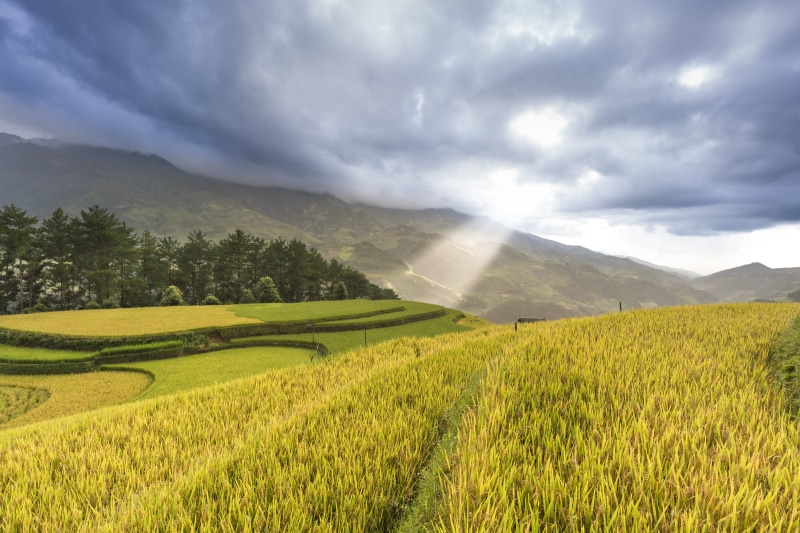 5K, tranquility, tree, a village, livestock, mountain range, green, plant, sky, the floor, north west, the tradition, child, rice field, farmer, the work