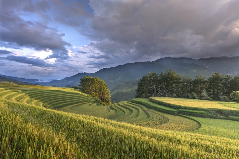 environment, lang son, step, 8K, farmer, plant, rice - cereal plant, rice, minority, plantation, warm, rice paddy, silk, yen bai, beauty in nature, vietnam