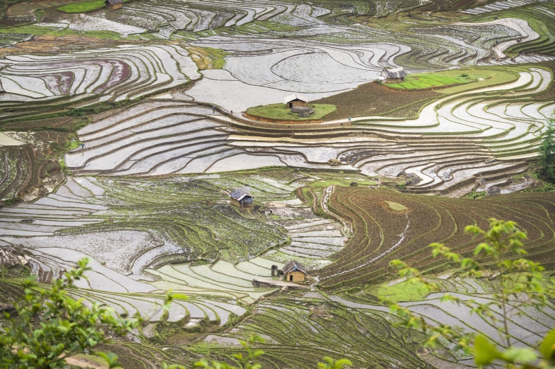 green, terrace, outdoors, farmer, gardening, plant, eco, farm, beauty in nature, rice paddy, step, mountain, yen bai, water, growth, blind stretch comb