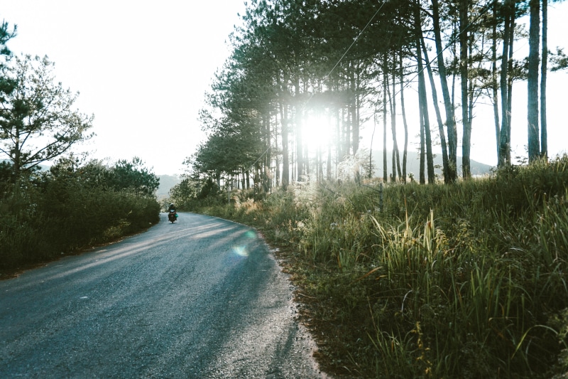 forest, direction, sunlight, day, tree, grass, street, tranquility, growth, plant, dalat, incidental people, nature, the way forward, sky, land, outdoors