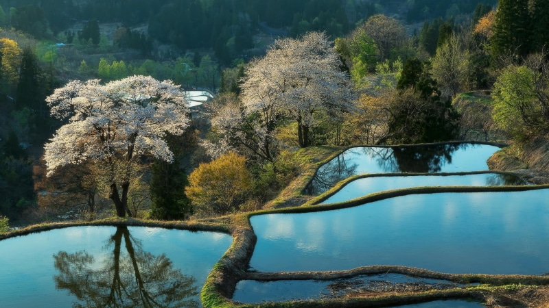 lake, forest, waterfront, spring, idyllic, outdoors, non-urban scene, growth, terraced field, trees, nature, day, rice paddy, reflection, plant, blossoms
