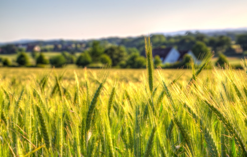 licht, agriculture, awesome, Porta Westfalica, crop, 5K, Kirchlengern, nature, season, Bäume, Spenge, cereal Plant, allemagne, bünde, rice, wheat, plant