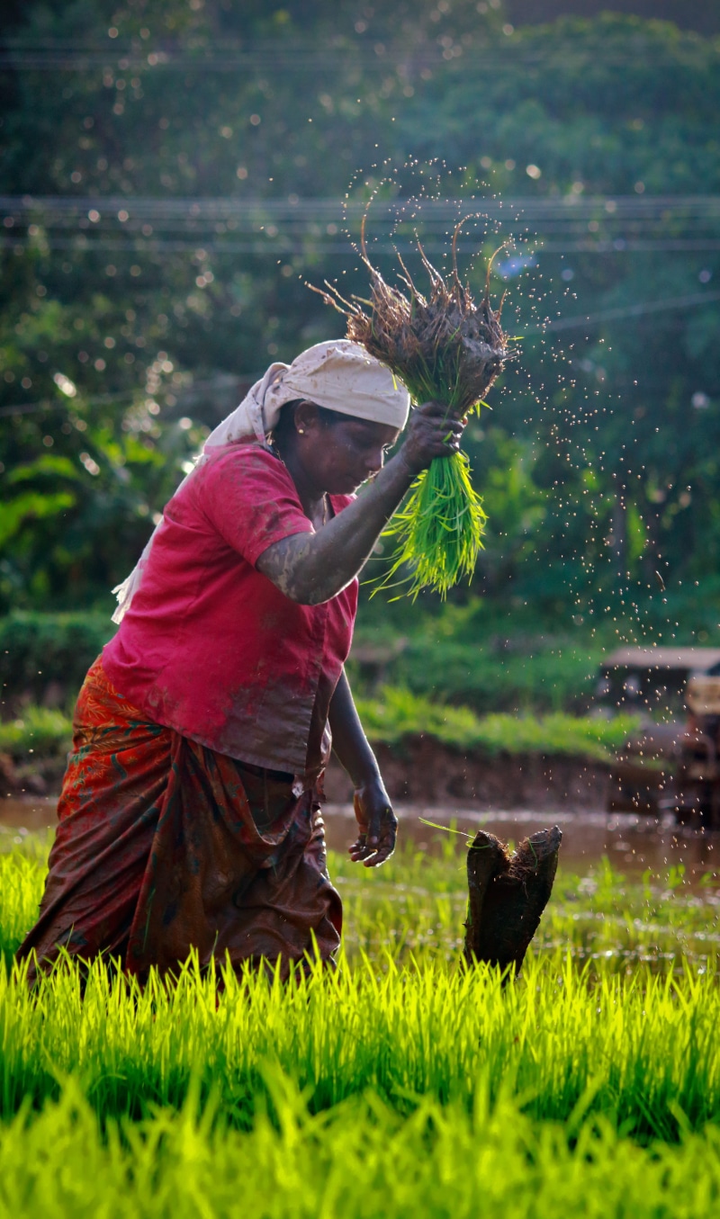 rice, vertebrate, holding, 4K, people, green color, person, one animal, domestic, grass, pets, paddy field, unique, gardening, plant, day, nature, india