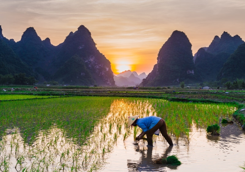farmer, rice fields, scenics - nature, landscape, tranquility, tranquil scene, rice cultivation, english farmers, plant, mountain, sky, real people, agriculture
