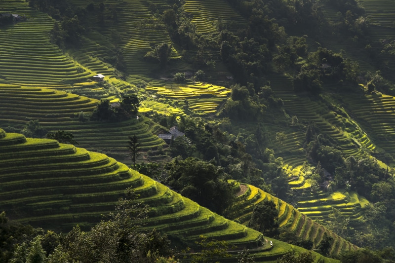 tranquil scene, ha giang, no people, harvest, the landscape, field, food, local, minority, landscape, environment, plantation, rice, the valley, rice field