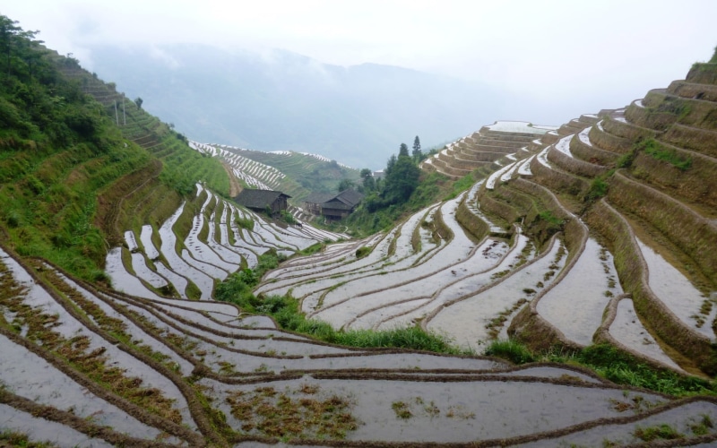 China, no people, nature, terrace, 1080P, tranquil scene, agriculture, plantation, rice, outdoors, rice paddy, environment, rural scene, field, land, scenics - nature