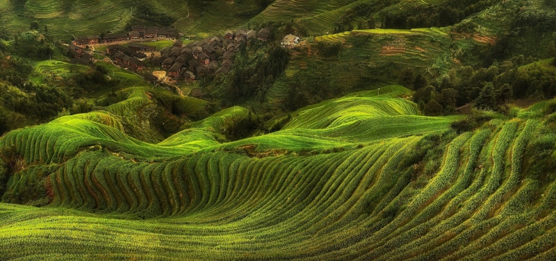 villages, green, trees, terraces, landscape, 1080P, nature, field, rice paddy, hills, farm