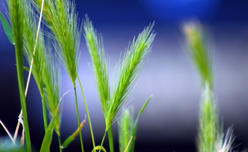 green leaf, blue  green, seed, 2K, leaf, plant, natural, composition, summer, nature, dof, green, field, grass, sunlight, 75-300mm, outdoors, farm, grass  green