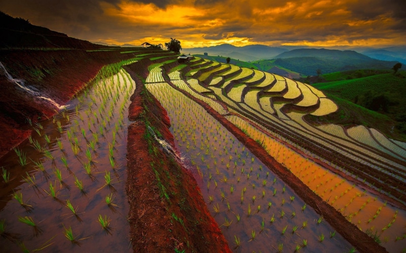 valley, gardening, no people, social issues, nature, field, terraced field, rice paddy, plantation, scenics - nature, rice - cereal plant, 1080P, outdoors