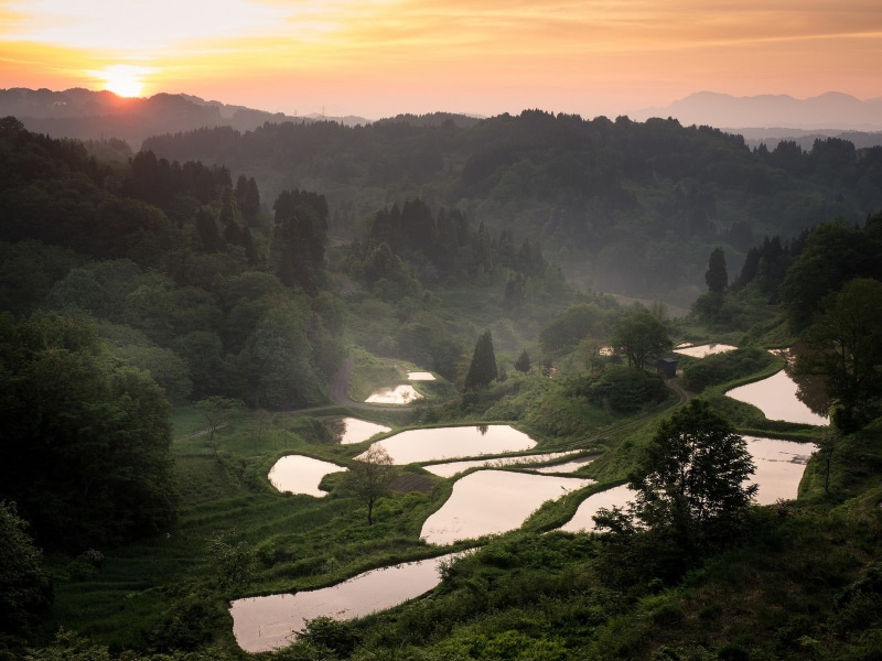 sunlight, mist, trees, mountains, terraced field, landscape, nature, rice paddy, photography, 720P