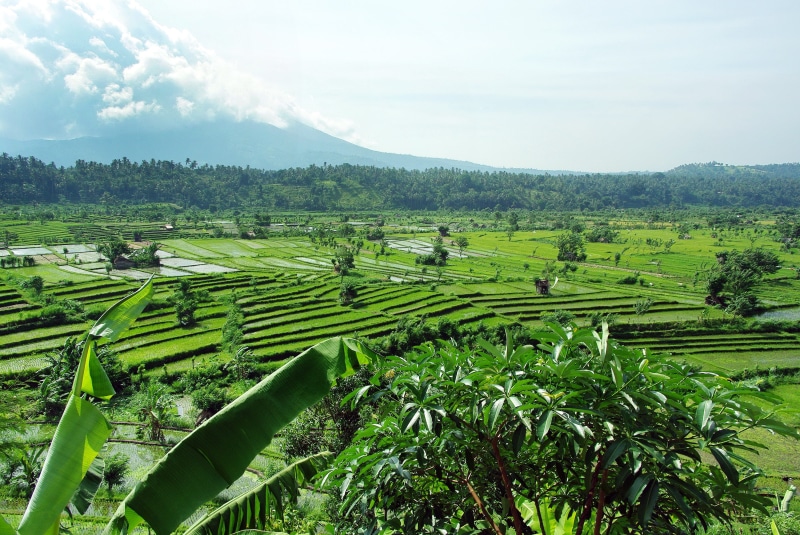 Bali, trees, sacred mountain, near, scenics - nature, rural Scene, food, Volcano, crop, agriculture, daytime, no people, growth, sky, Indonesia, water