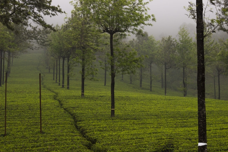 field, station, Munnar, Tea Garden, beauty in nature, leafed, environment, land, growth, kerala, rural Scene, green, freshness, tree, tea, tranquility