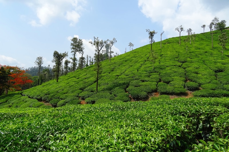 outdoors, landscape, plantation, shree ganga, crop, 2K, environment, no people, plant, karnataka, nature, rural scene, field, day, india, agriculture