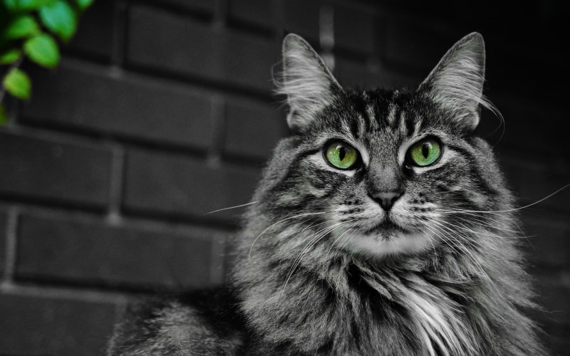 gray, fluffy, cat, green, coon, eyes, 1080P, maine