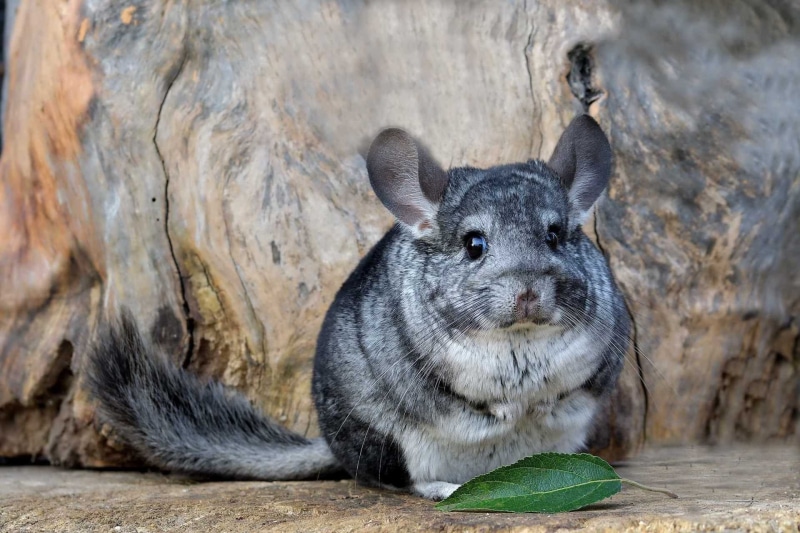 antennae, 1080P, leaf, animal, chinchilla, fluffy