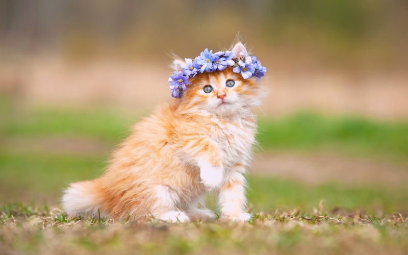 Fluffy, Wreath, Flowers, Cute, Kitten, 2K