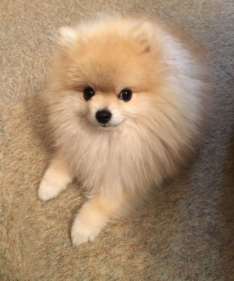 pomeranian, vertebrate, white color, fluffy, mammal, looking at camera, dog, playful, animal head, relaxation, animal hair, close-up, domestic, sweet, canine