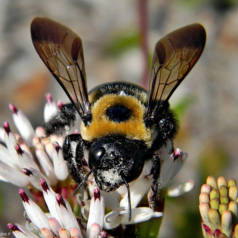 nature, closeup photography, petaled, palafox, Palm, Juno Dunes Natural Area, Xylocopa virginica, Palafoxia, Eastern Carpenter Bee, white, 480P, Native bees