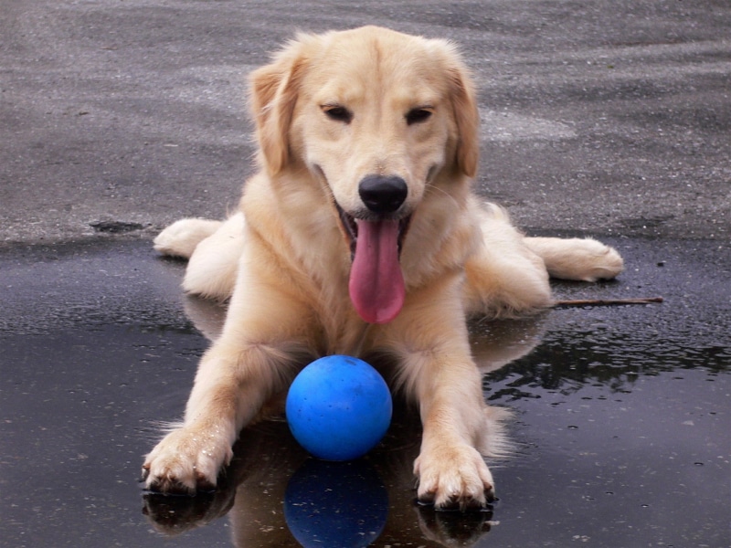 dog, hd, art, juno, 1080P, tongue, Golden Retriever, animals, ball, water, dogs