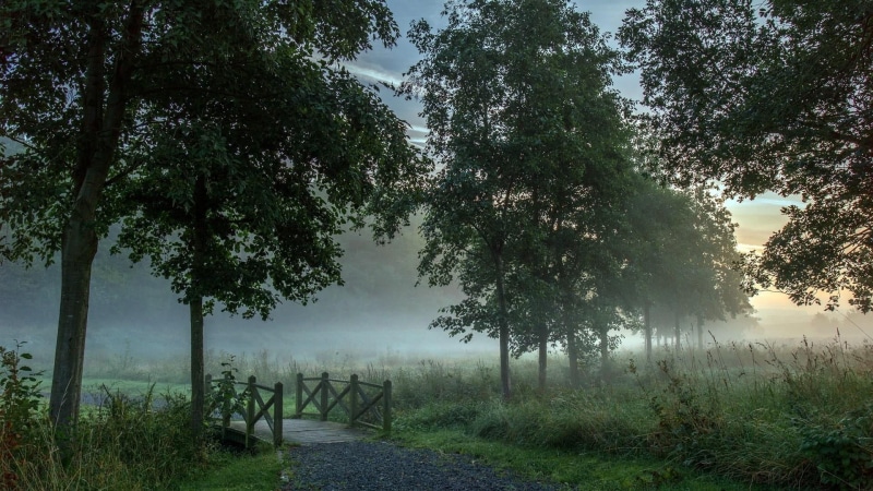 outdoors, day, misty, green color, idyllic, foggy, tree, no people, beauty in nature, field, growth, plant, tranquil scene, 1080P, morning, tranquility
