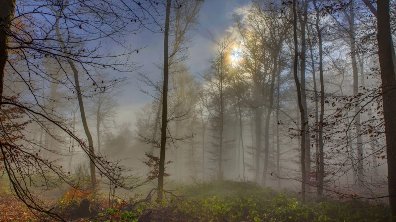 tree, streaming, sunbeam, forest, tranquil scene, scenics - nature, woodland, plant, nature, beauty in nature, bare tree, sunlight, sun, 4K, misty, morning
