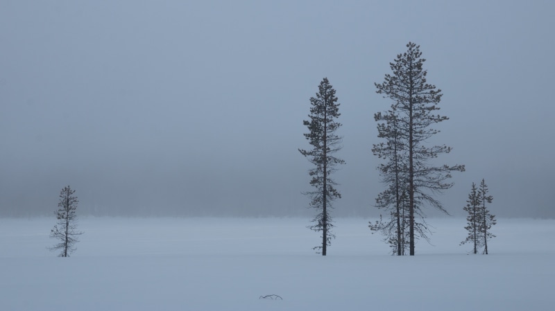 frost, Canon  EOS  70D, Kittilä, fir Tree, nature, cold, Lappland, FI, snow, Misty, cold - Temperature, ground, mountain, scenics, forest, fog  lake, Husky