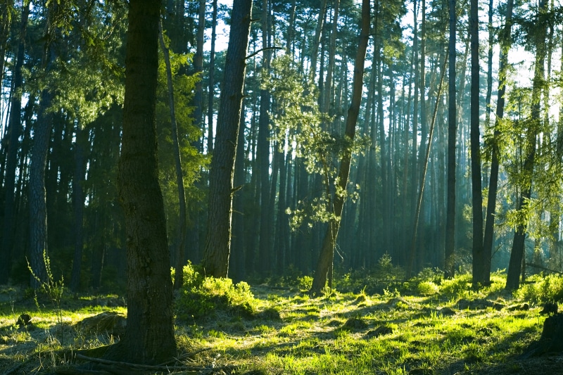 tranquil scene, tranquility, morning, growth, plant, the rays, landscape, mood, non-urban scene, tree, beauty in nature, forest, water, land, environment