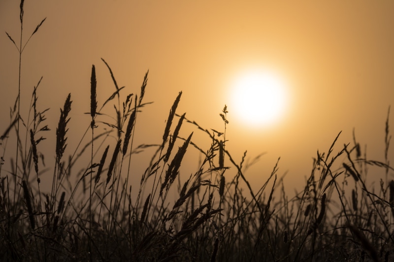 country, sunlight, morning, focal_length, outdoors, mist, Misty, fog, camera, state, nature, grasses, ef, countryside, canon, sun, silhouette, sunrise