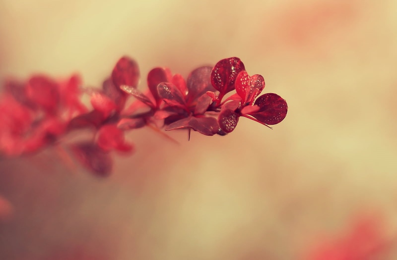 Brossard, Nature, Composition, petaled, photography, macro photography, Misty, dof, Blushing, Rebel, 700d, DSRL, Depth of field, flowers, Fall, Flora, 720P