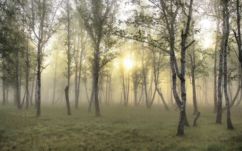 forests, mist, forest, nature and landscapes, morning, 2K, misty, trees, sunrise