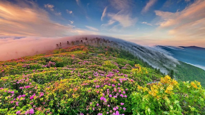 flower, dawn, flora, landscape, hill-side, spring field, hills, flowers, flower field, morning, spring, field, mount scenery, misty, 1080P, sky, weather