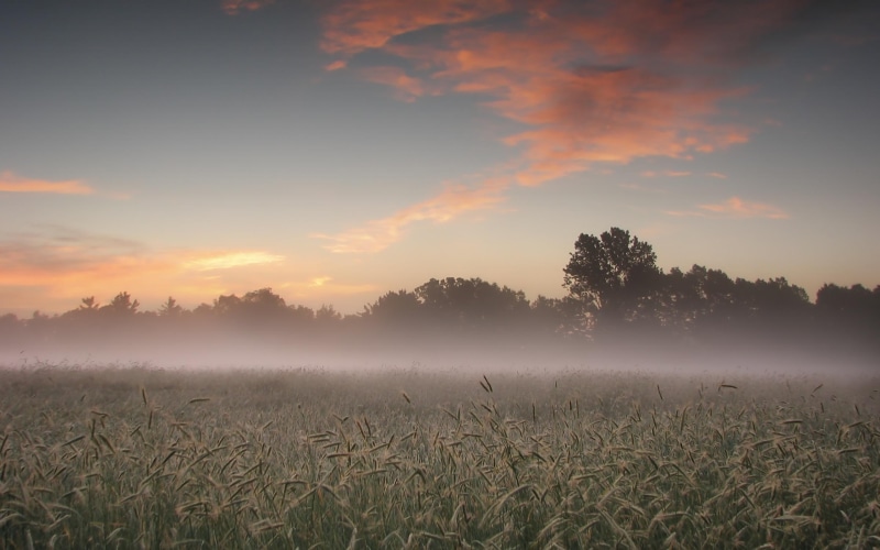fields, morning, 2K, sunrise, field, nature and landscapes, mist, nature, misty