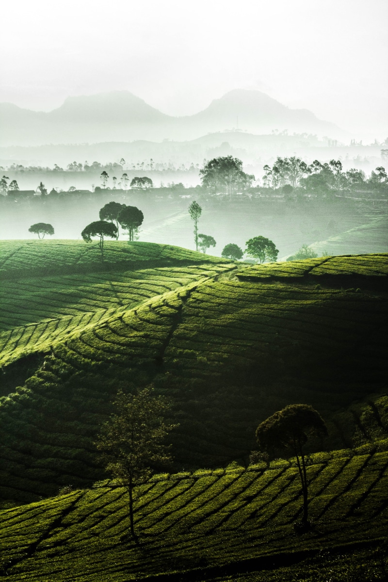 meadow, grass, scenery, morning, horizon, land, plantation, nature, relax, mountain, misty, 5K, landscape, valley, asia, tree, cultures, landscaped, scenics