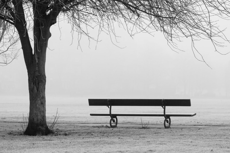 beauty in nature, absence, 1080P, plant, tree, tranquil scene, autumn, bench, photo, trunk, fall, weather, foggy, nature, grayscale, seat, misty, near