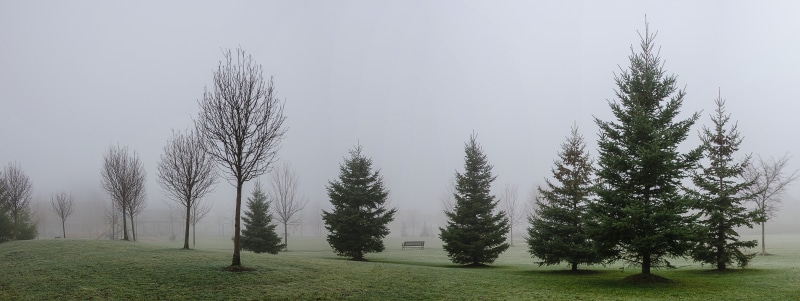 pine trees, fog, panorama, tree, nature, covered, landscape, forest, pine, mist, misty, trees, 5K, Canada, morning, Frosty, Ontario, Frost, Nikon D7000