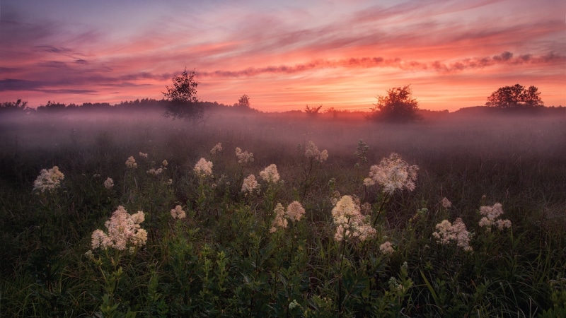 misty, 1080P, field, dawn, red sky, landscape, morning, red sky at morning, sunrise, wildflower, mist, flowerfield