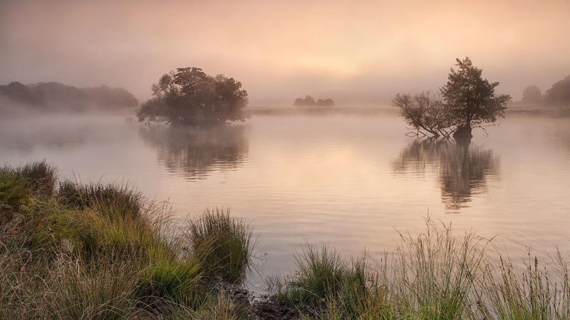mist, lake, trees, misty, 1080P, morning, nature and landscapes, grass