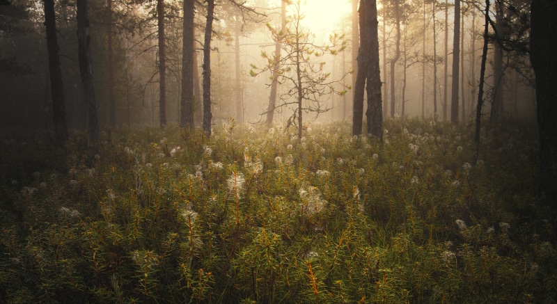 sunbeam, white, morning, nature, nikon  d600, something in the air, season, tree, Finland, 5K, landscape, sunlight, outdoors, sun, beauty In Nature, nikkor